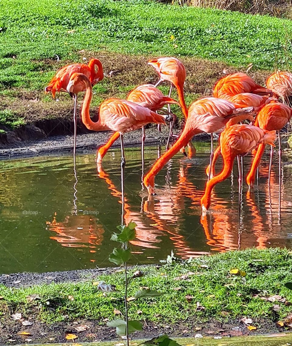 pink flamingo's in Berlin zoo