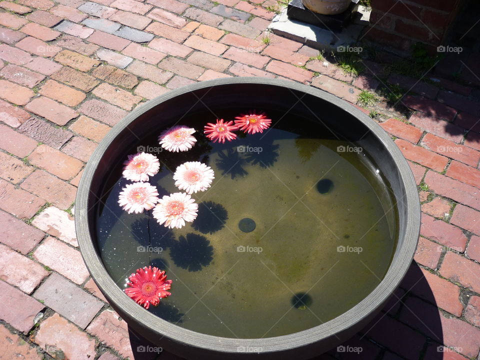 Flowers in a basin