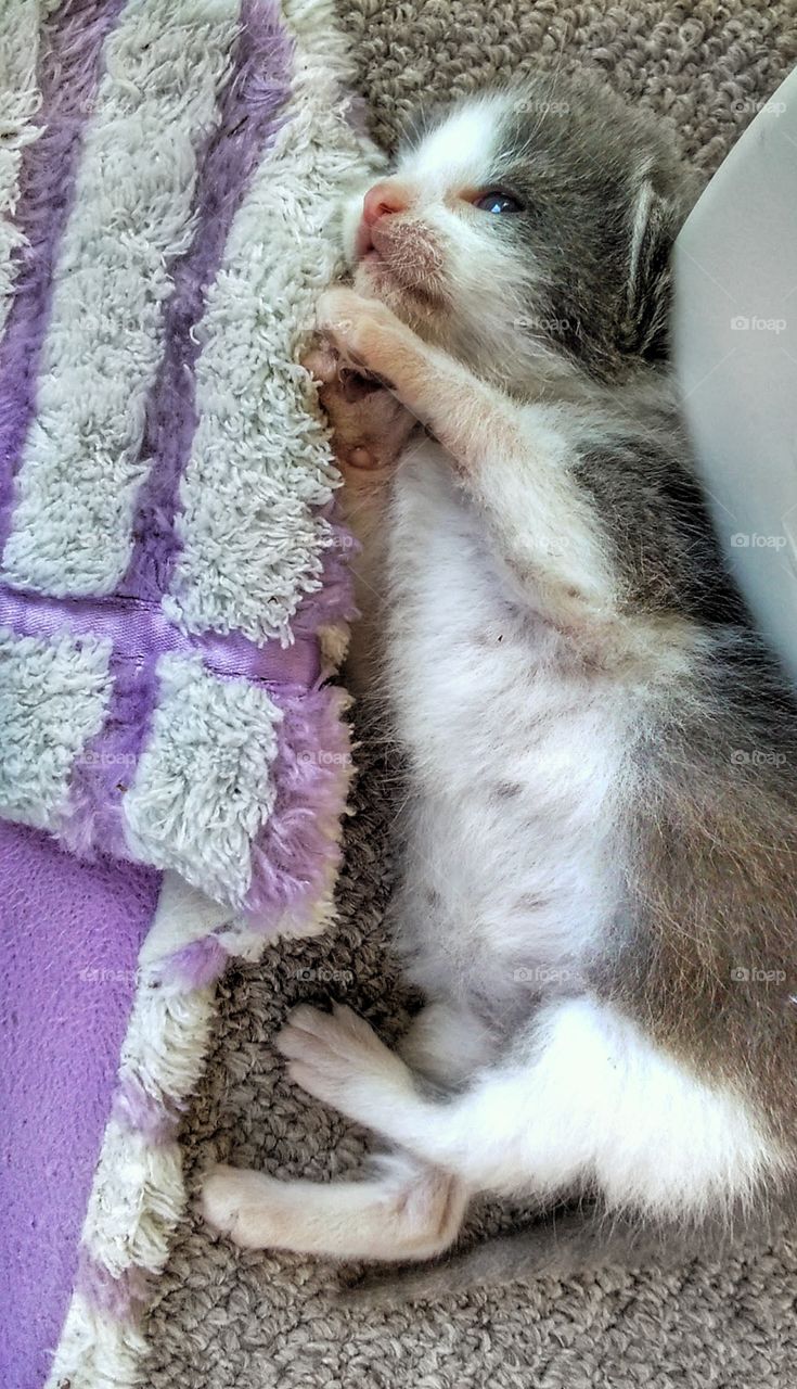 newborn gray and white kitten sleeping next to slipper