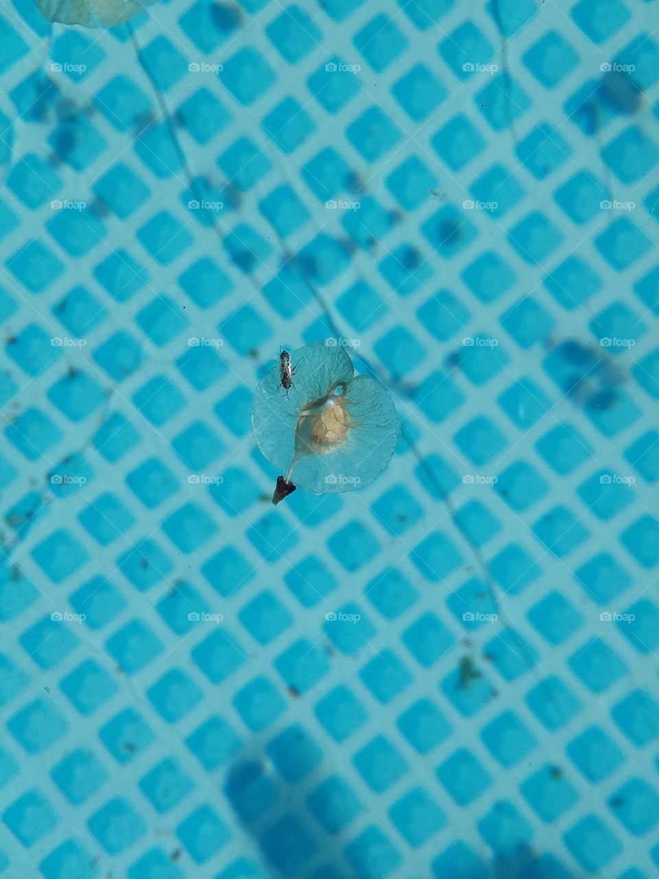 water bug leaf floating
