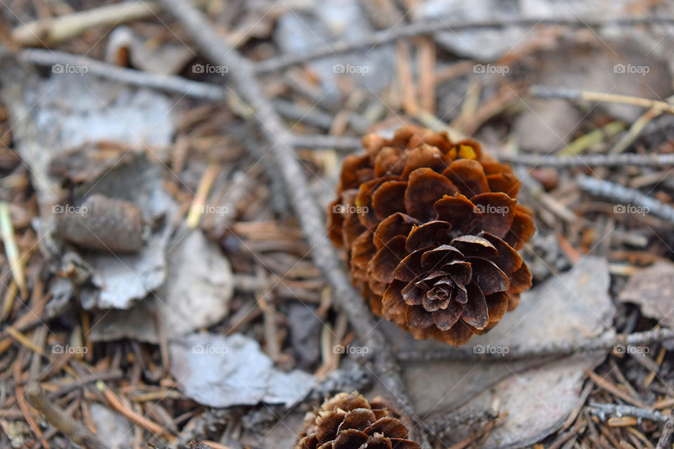Pine cones falling on the ground