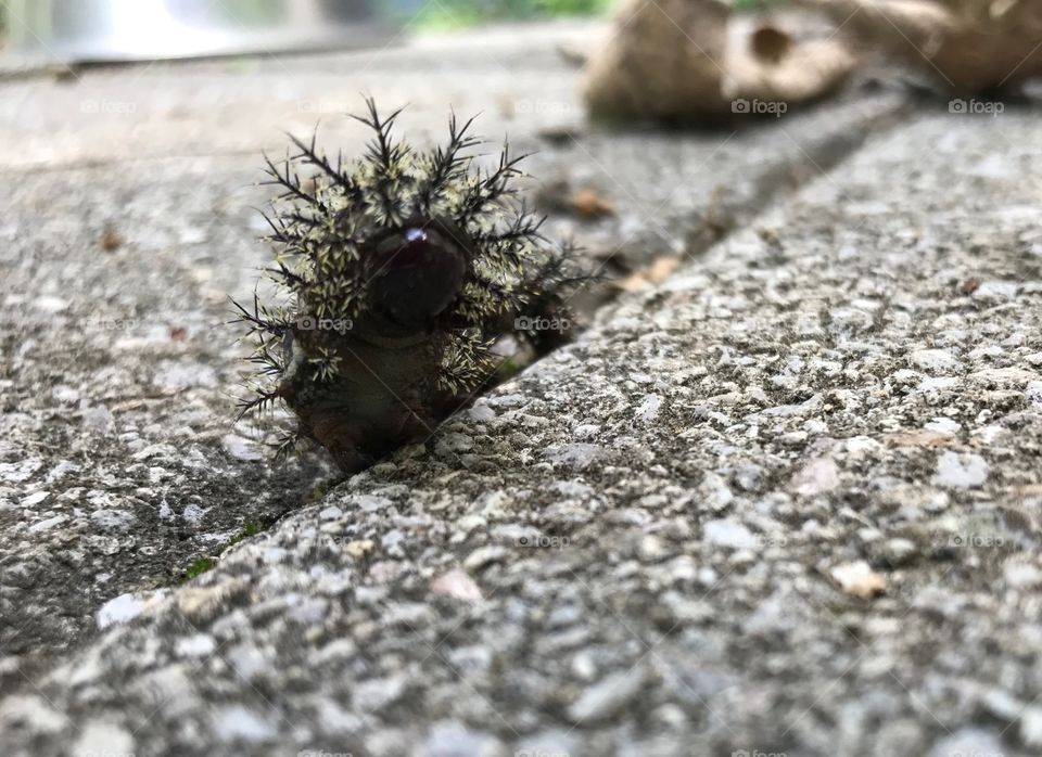 Savage caterpillar 