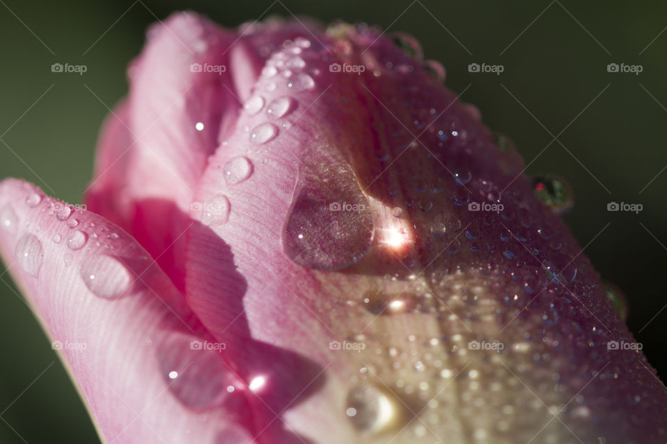 tulip covred with dew drops. spring morning fresh concept