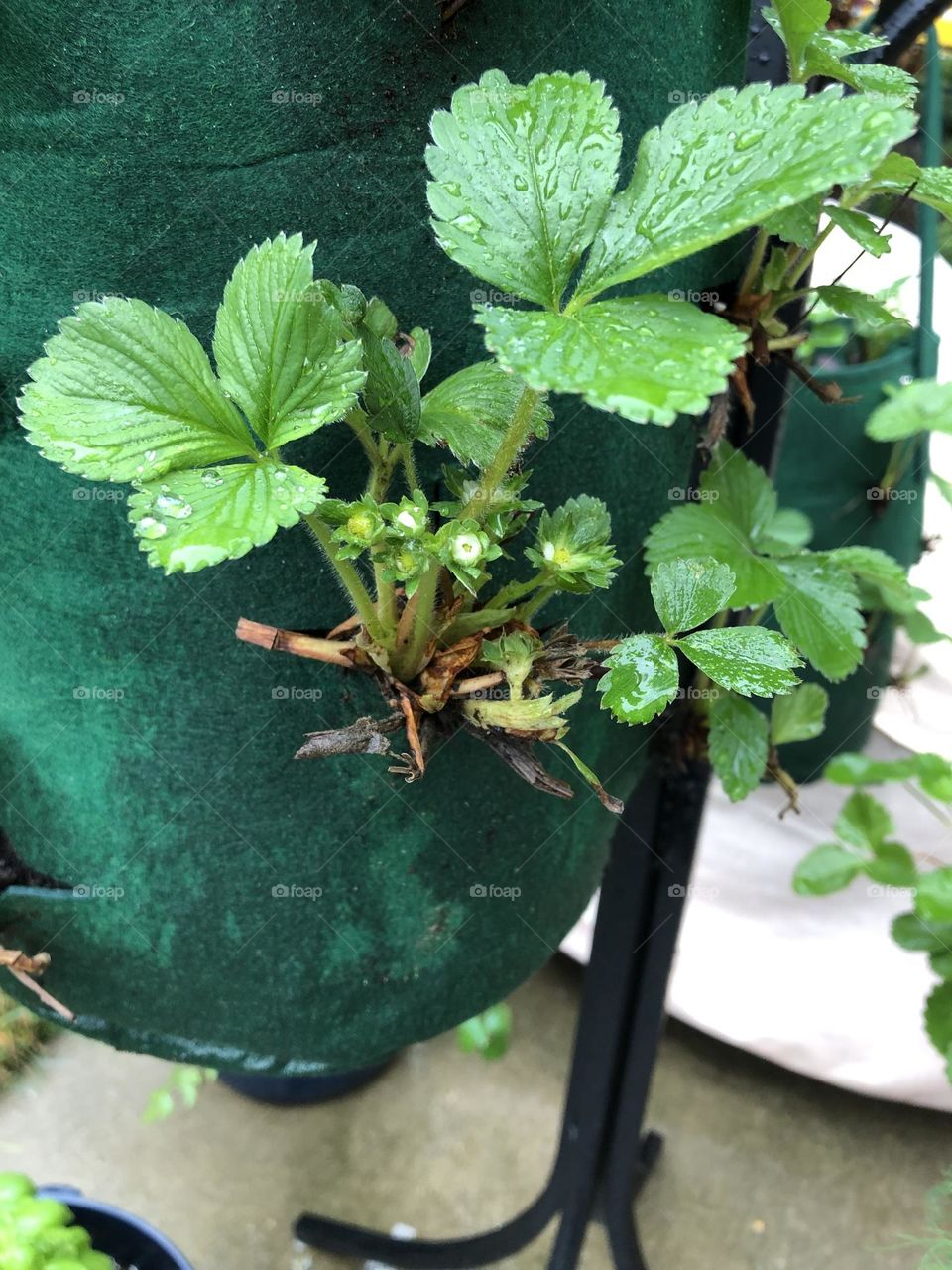 Grow bag strawberries 