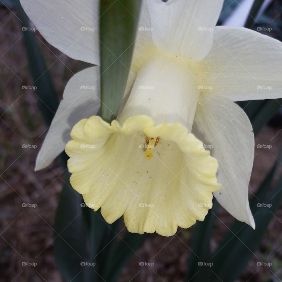 jonquil closeup