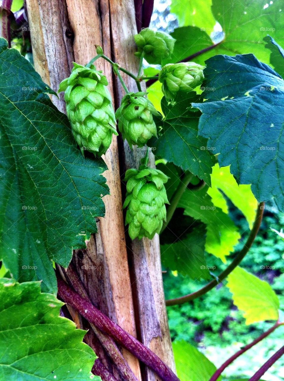 Climbing common hop in garden.