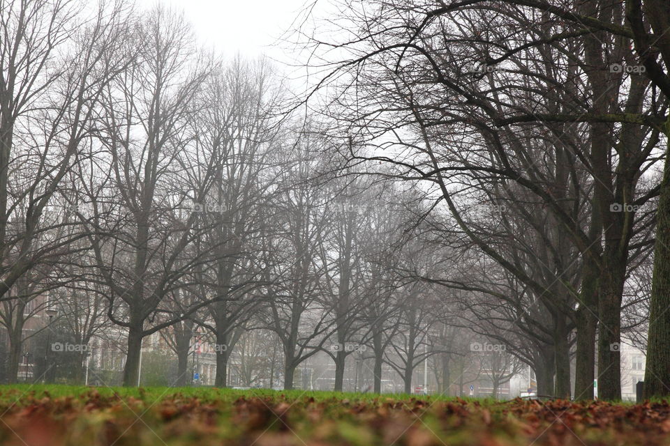 foggy morning and dense garden