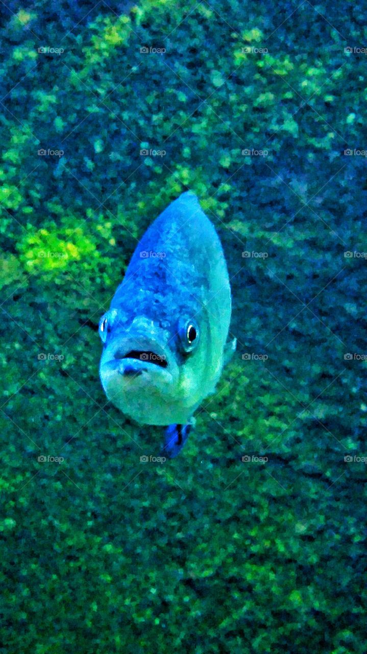fish looking at you