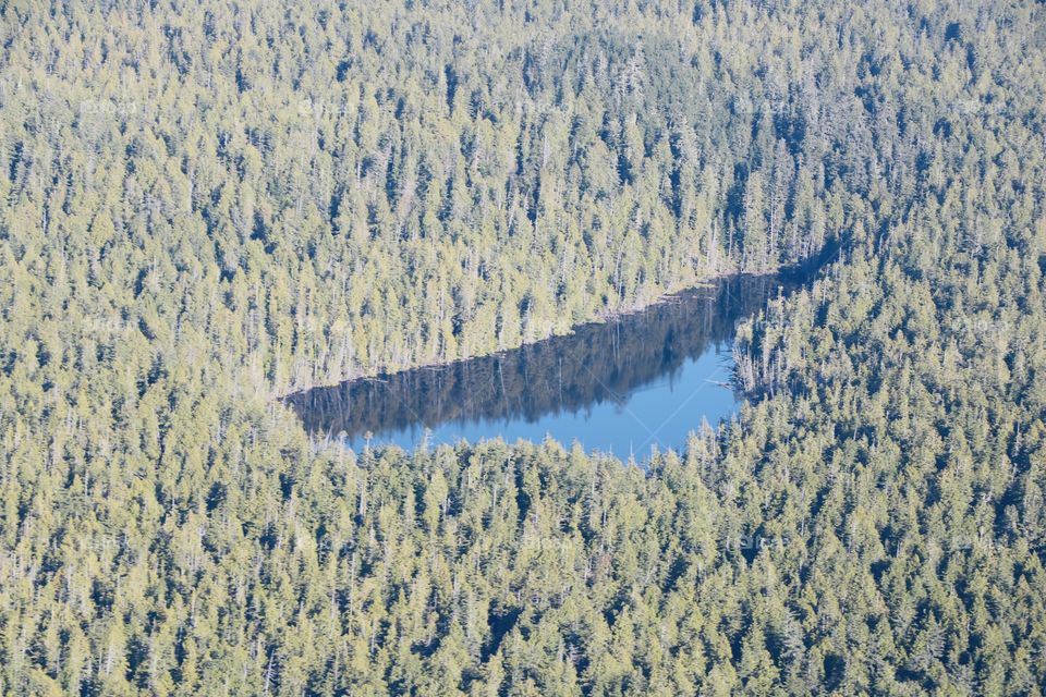 Lake in deep forest of evergreen tall trees  , aerial view