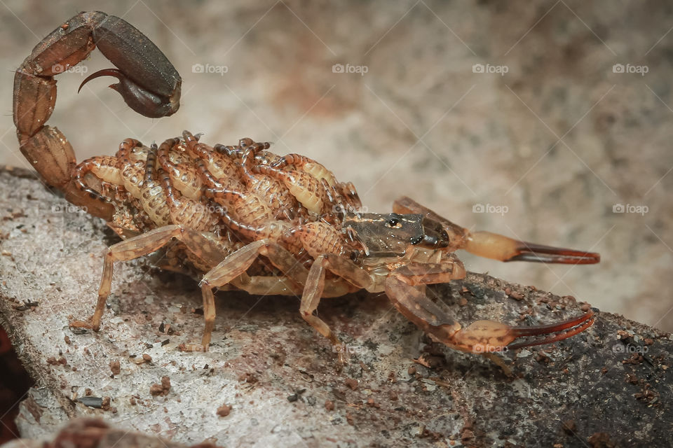 scorpion carrying her babbies