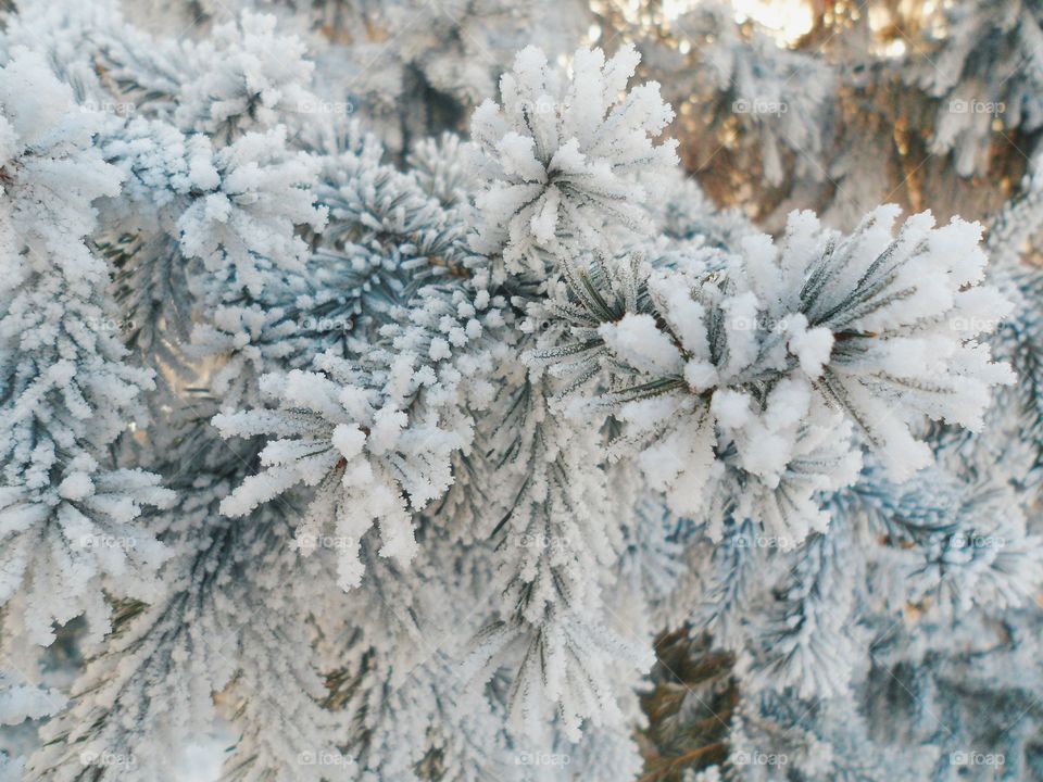 branch of spruce in frost, winter 2017