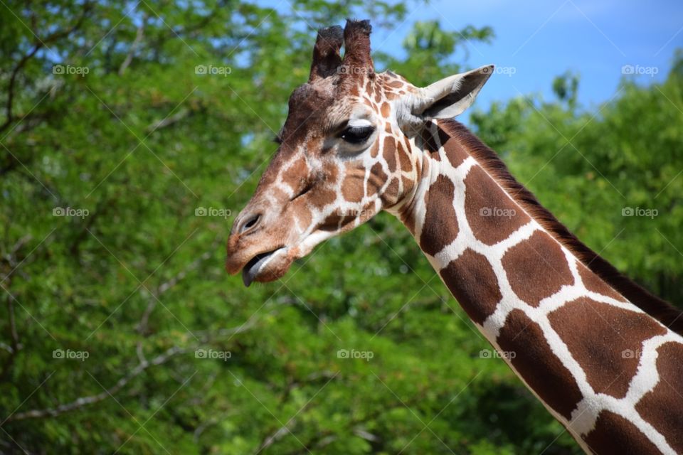 Giraffe, Nature, Mammal, Animal, Wildlife