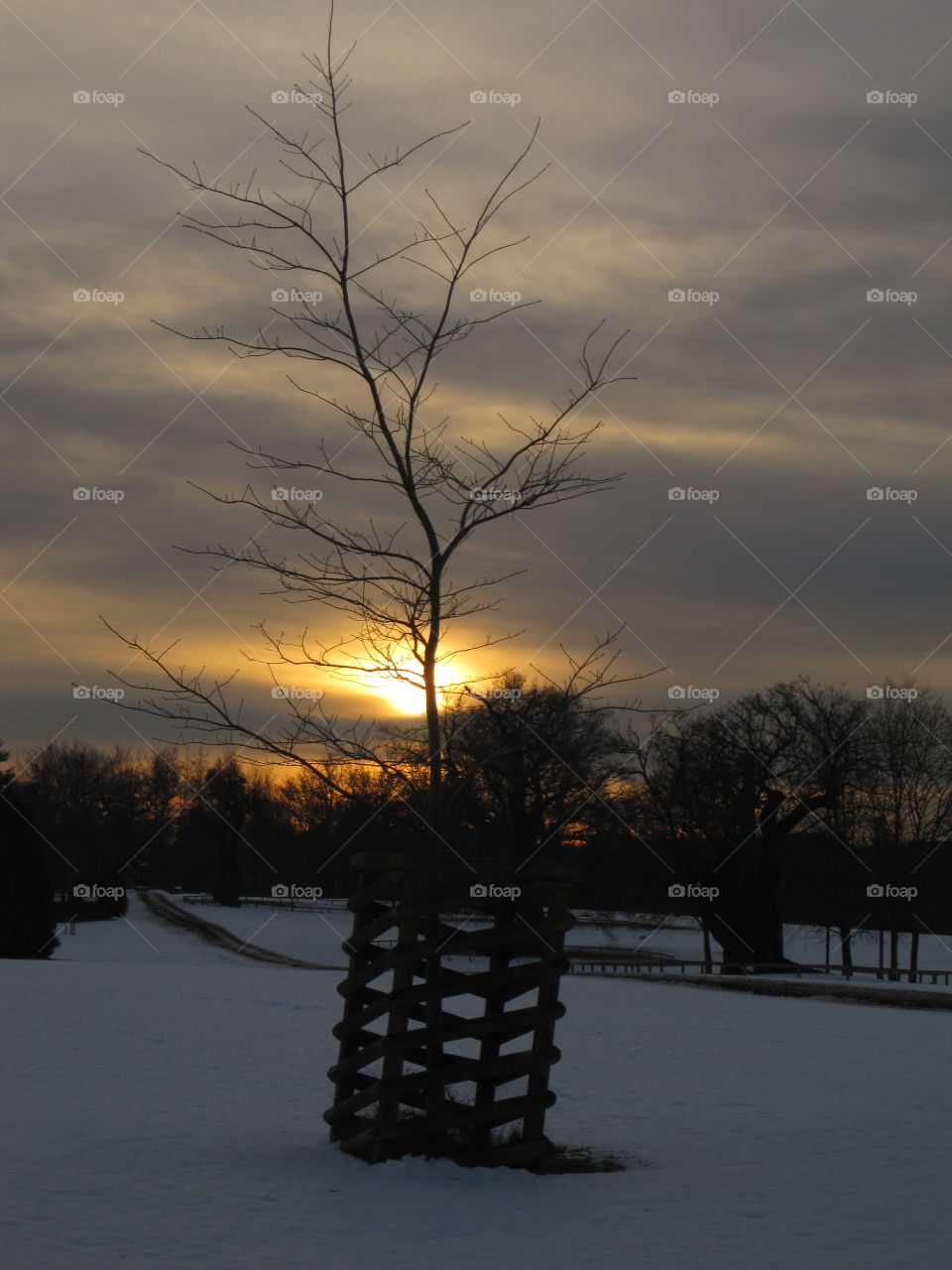 Sapling At Sunset