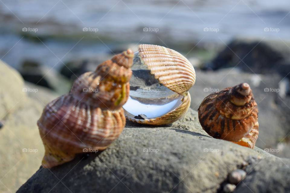 shell, lensball
