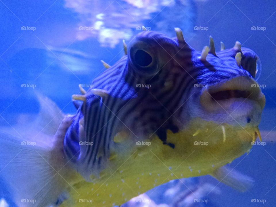 Puffer Fish. Taken at Discovery World in Milwaukee, WI