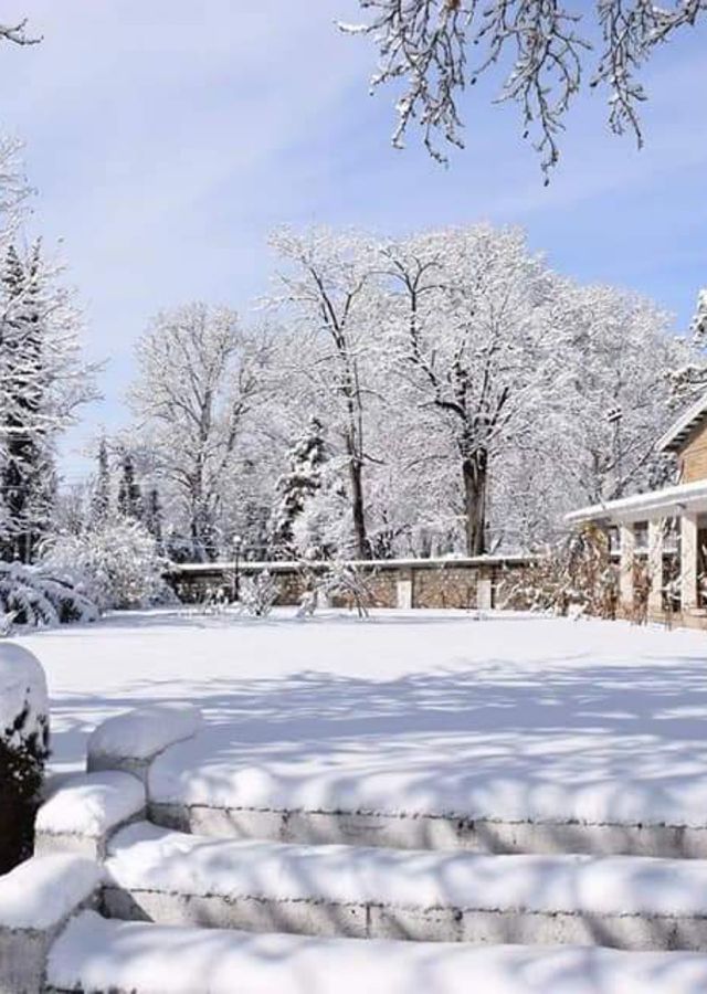 snowfall trees