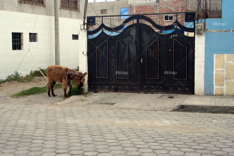 Donkey tied to window outside by gate.