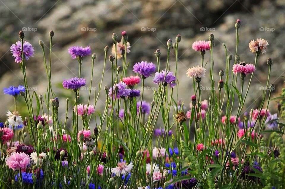 Summer flowers