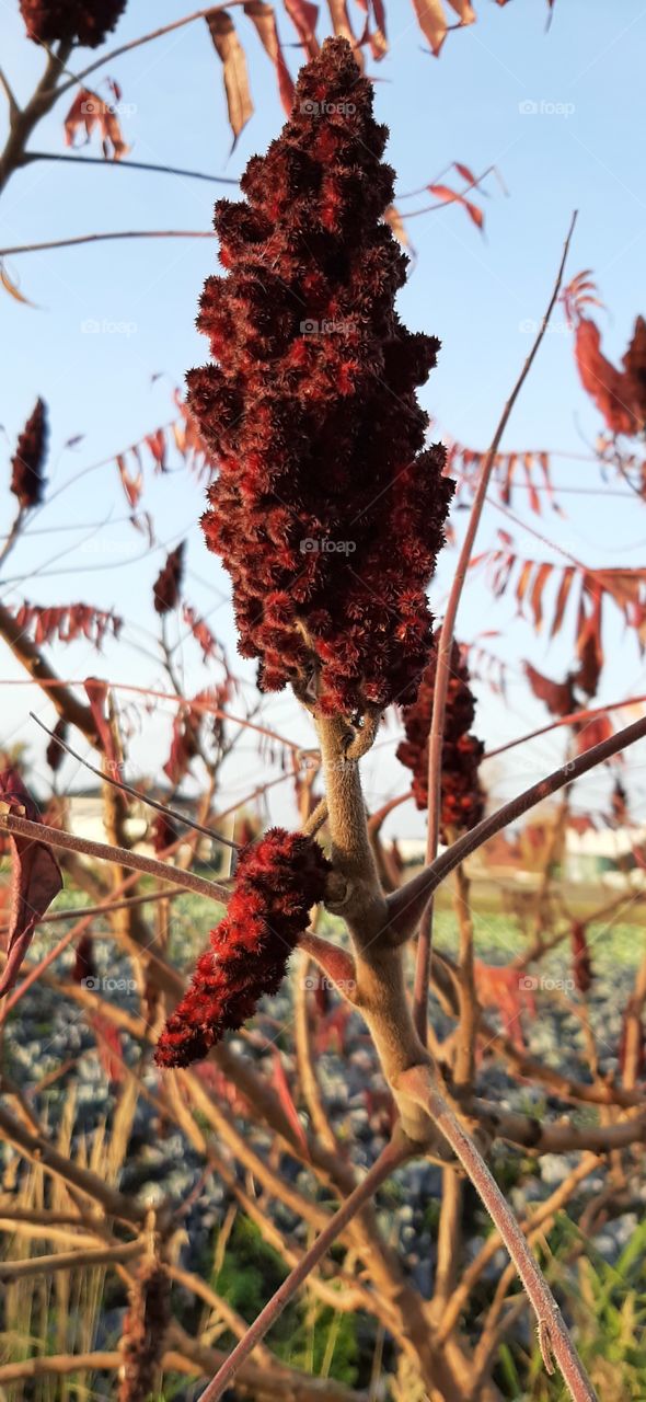 Sumac flower in autumn