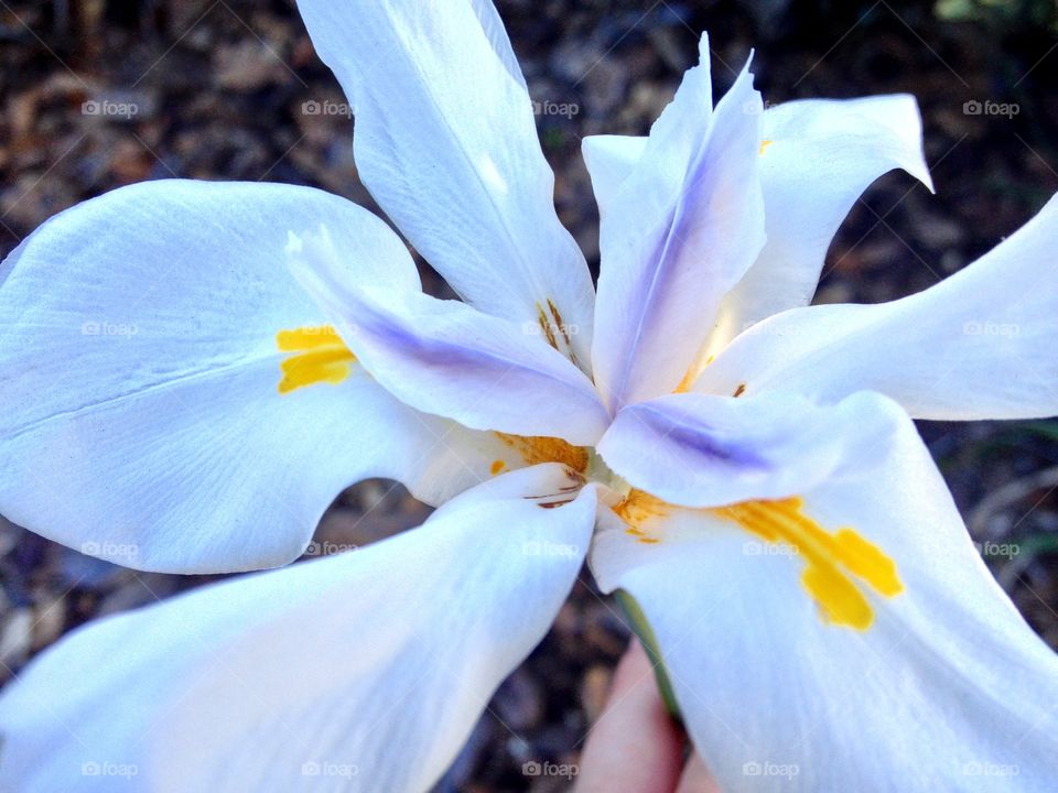 White flower 1