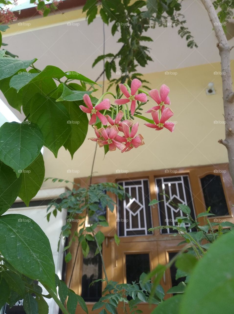 red flower bunch, fresh seasonal looking very beautiful generally found everywhere