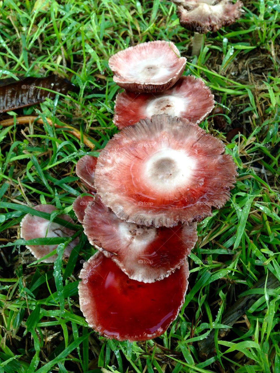 Tropical mushrooms in the grass