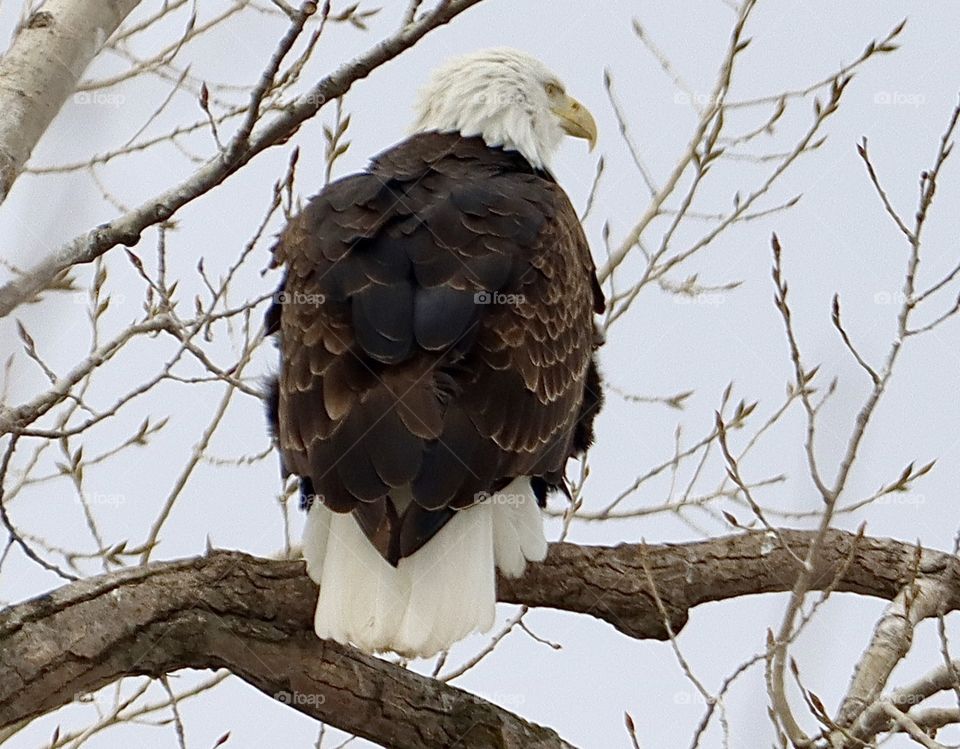Stunning eagle in tree!! 