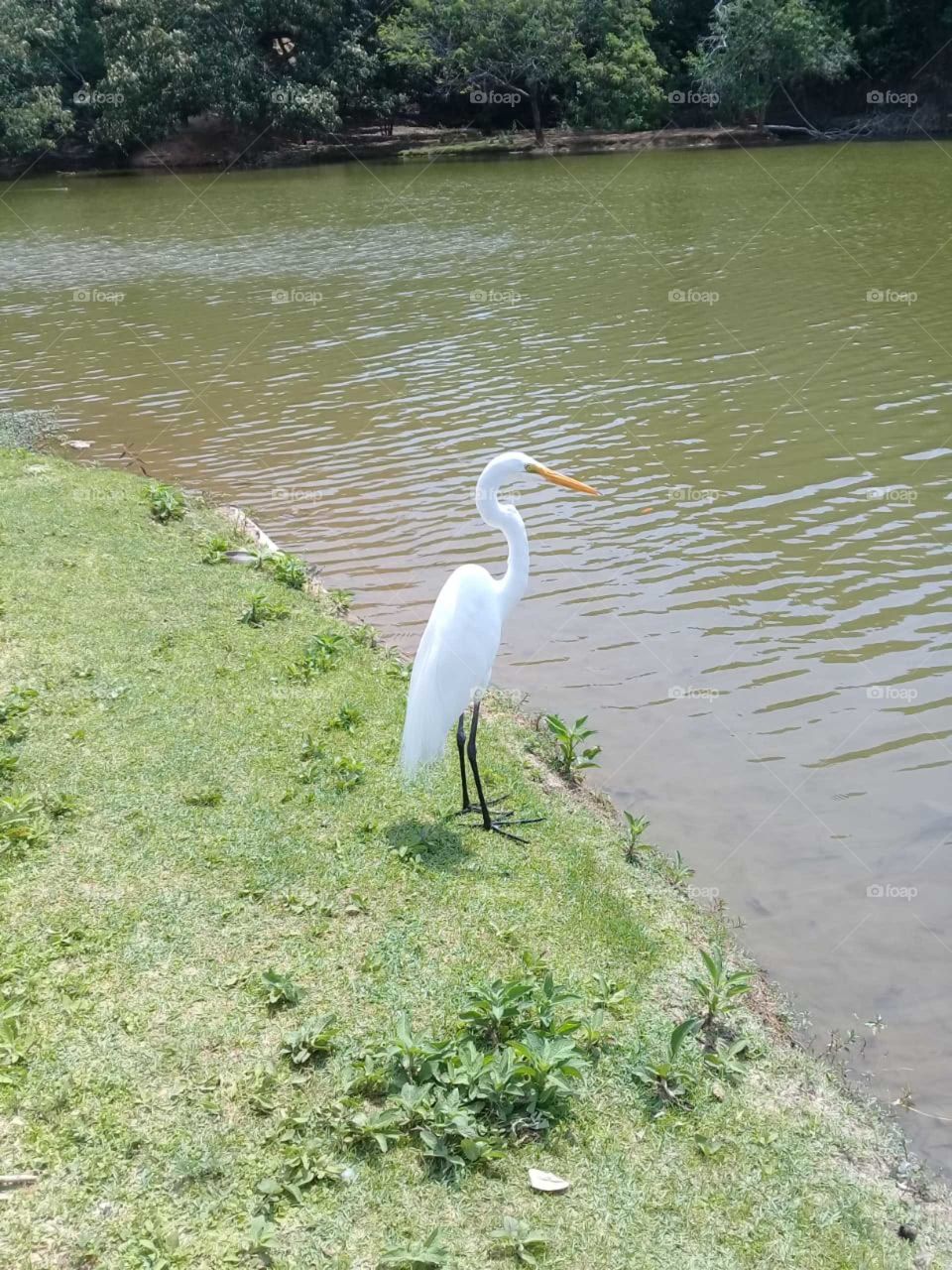 ‪5 minutos de paz à beira do lago do Jardim Botânico...‬
‪Impressionante a tranquilidade da #Garça, não?‬
‪📸‬
‪#FOTOGRAFIAéNOSSOhobby‬
