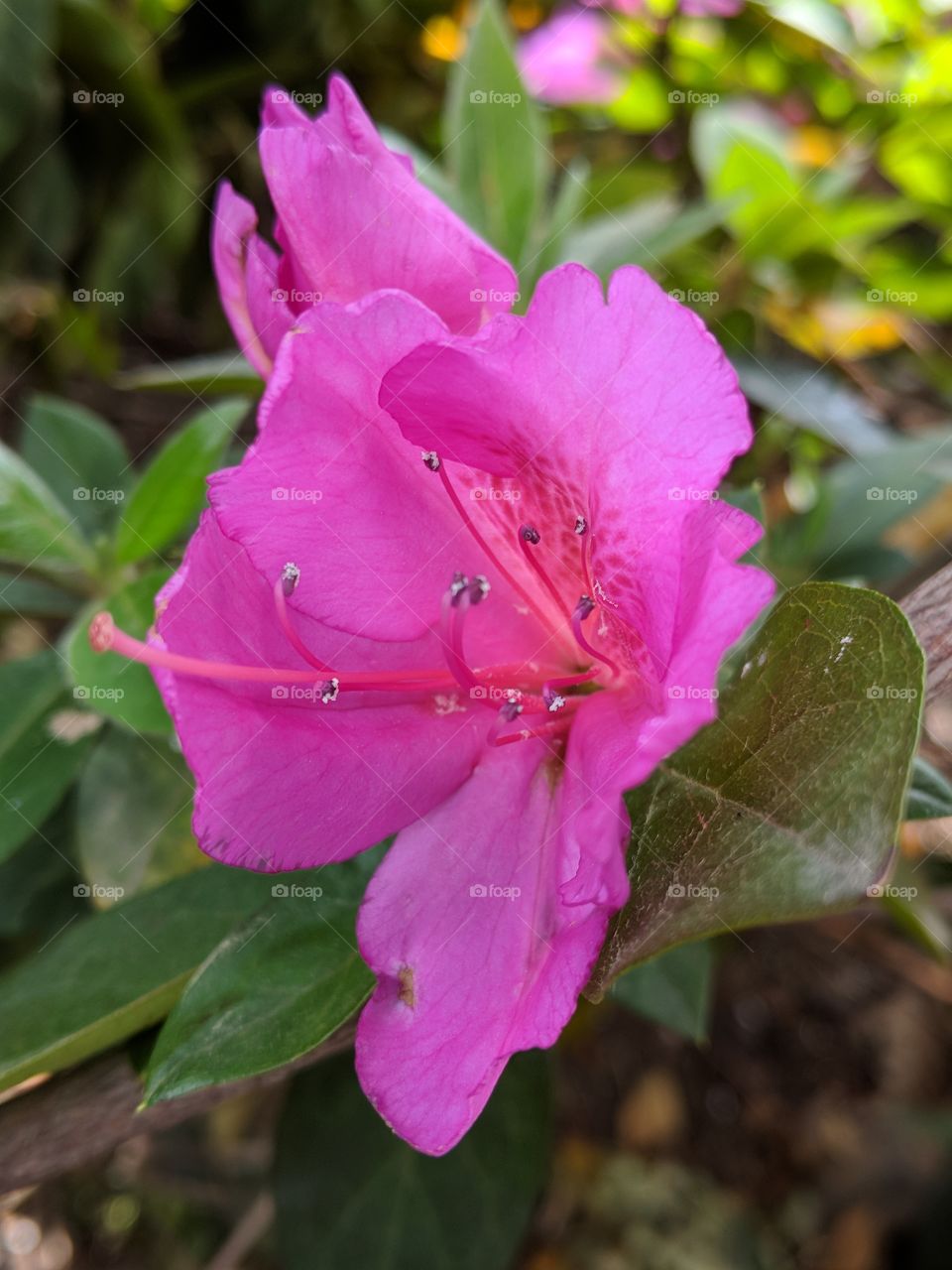 lovely azalea