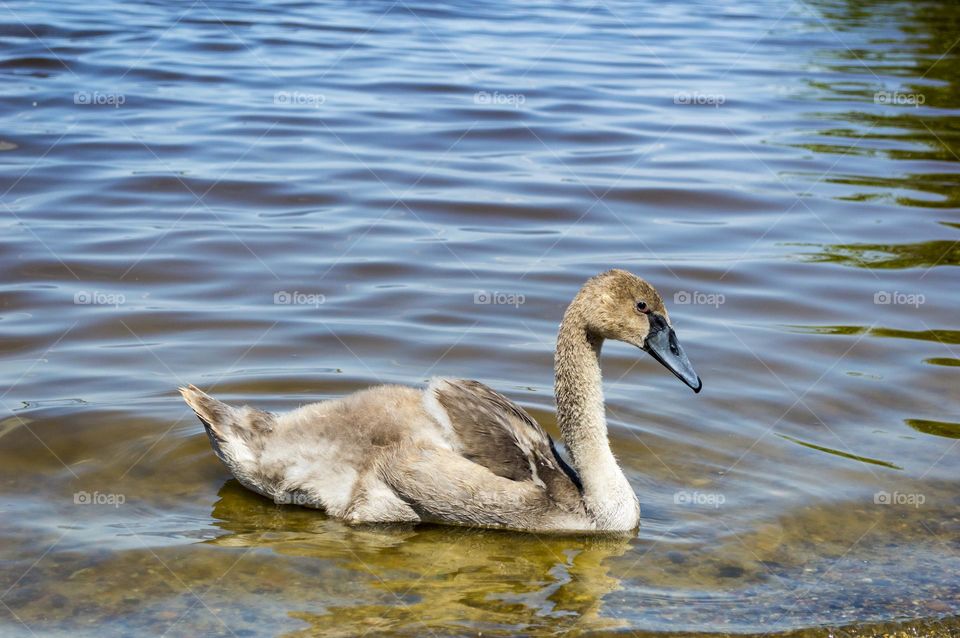 Young white swan.