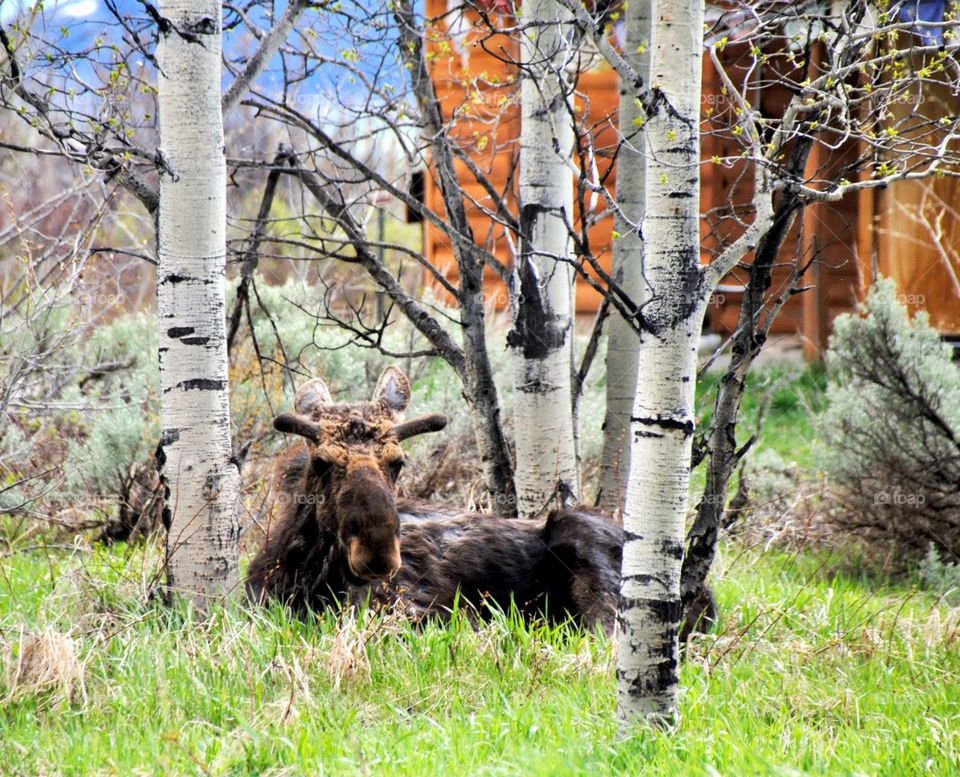 Mangy Moose Resting Among the Aspen