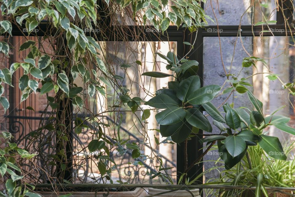 Ficus elastica's and ficus benjamin's leaves in front of the window.