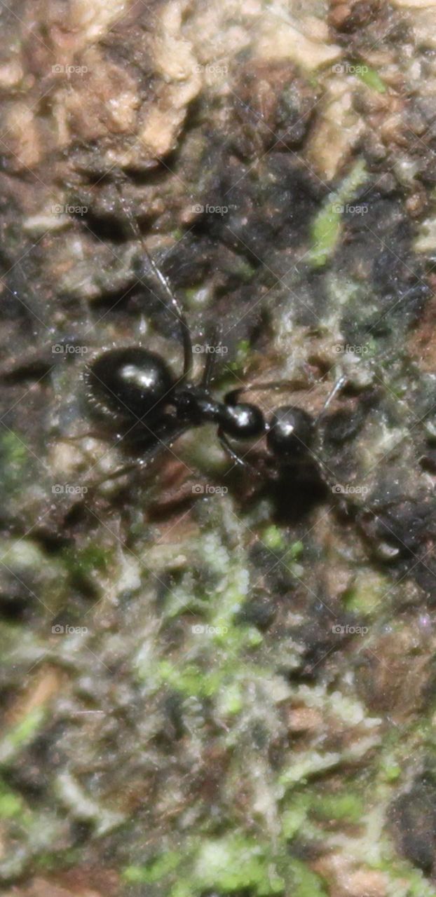 Black ant close up