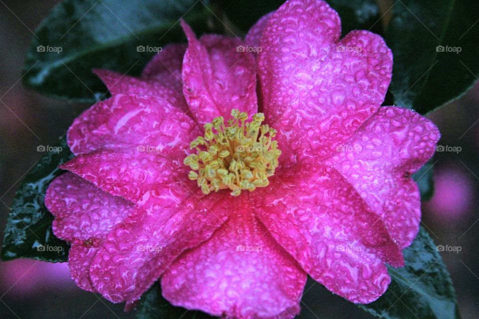 flower covered with dew d