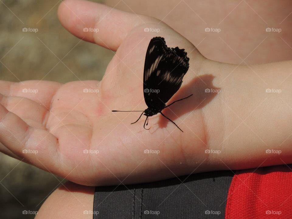 Butterfly in Hand