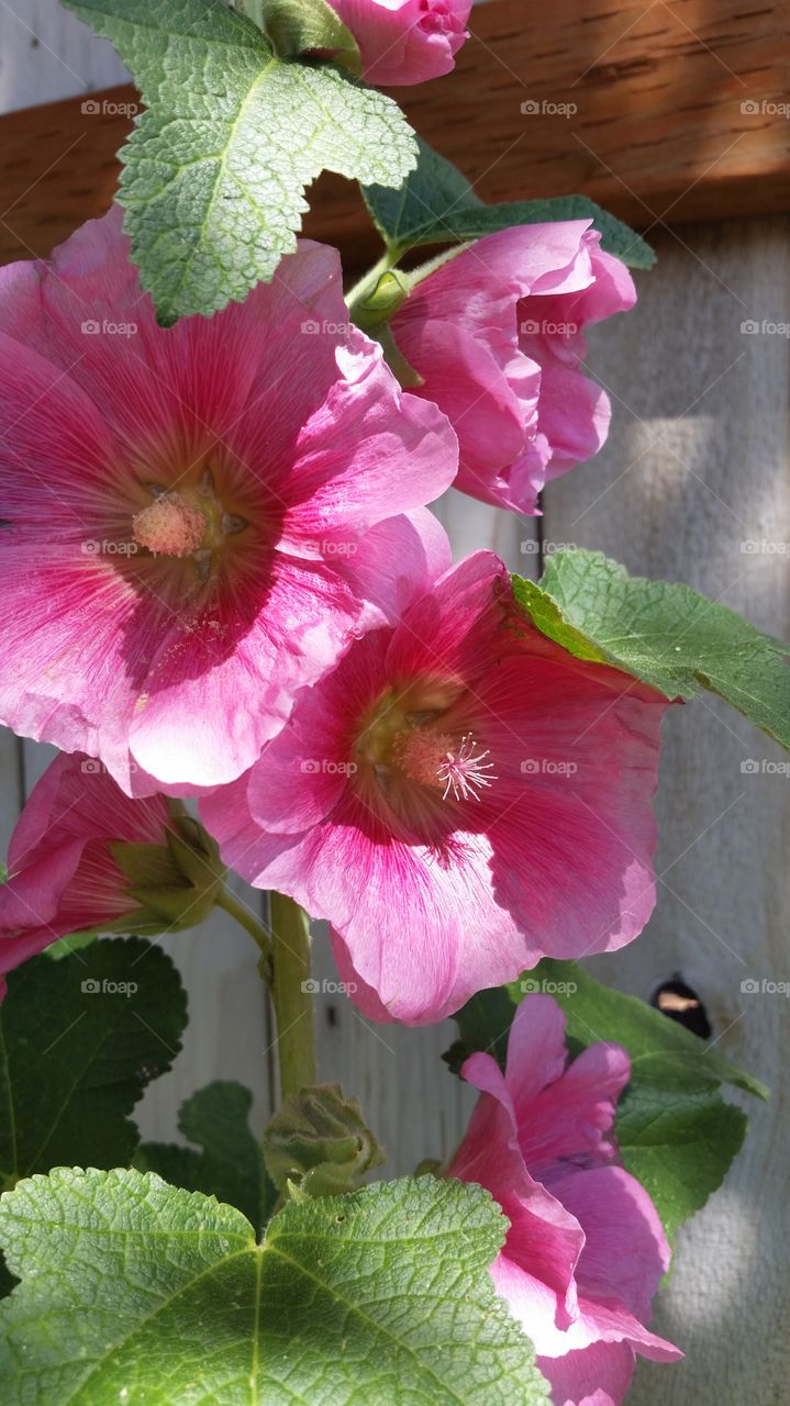 more of my Hollyhocks. several different shades if pink