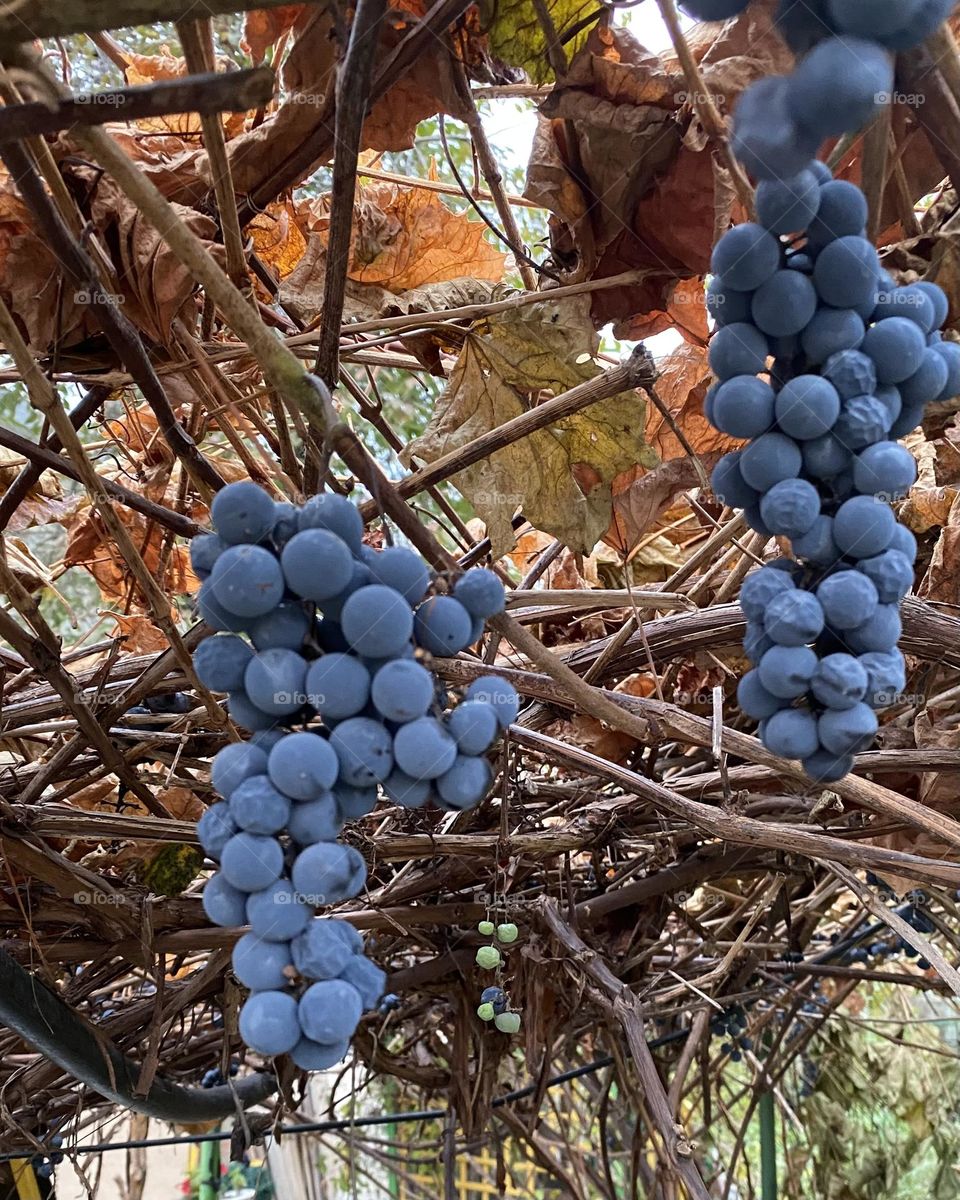Bunches of grapes in orange foliage