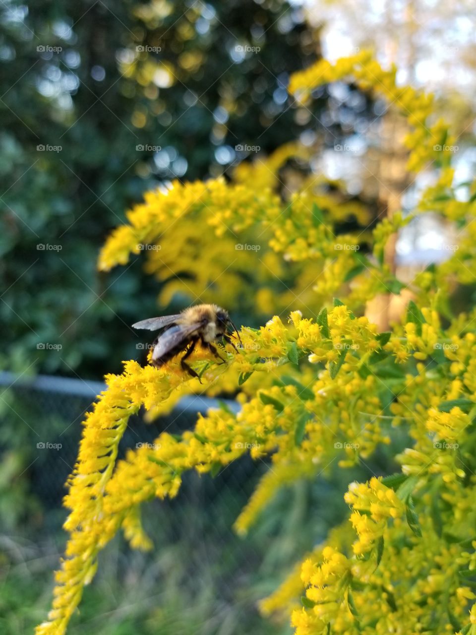 Pollination
