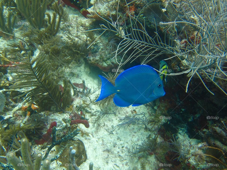 Blue tang