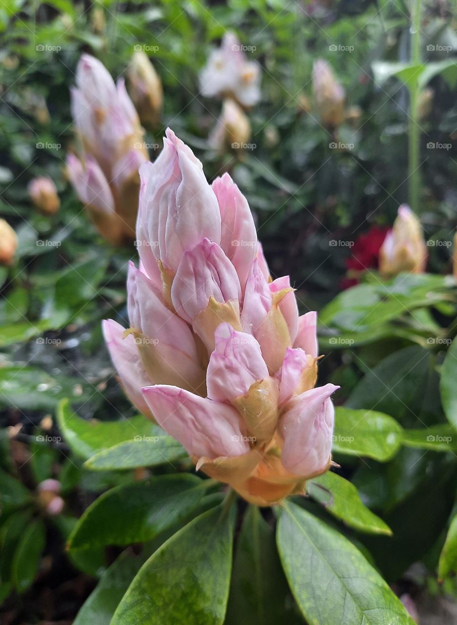 pink buds of rrhododendron