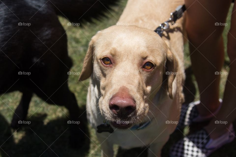 Brown labrador looking at camera