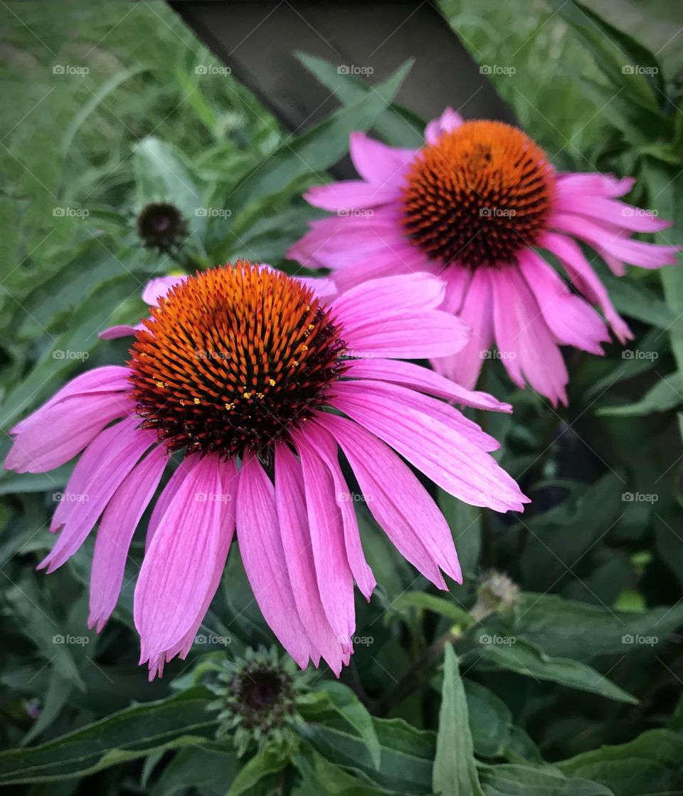 Echinacea glowing from the green 