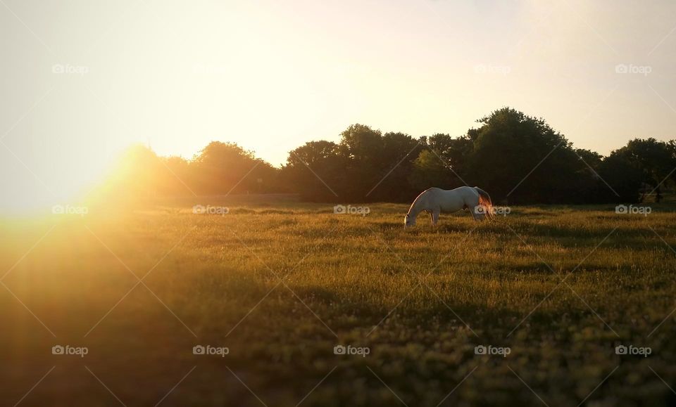 Golden Sunlight on a Horse Pasture