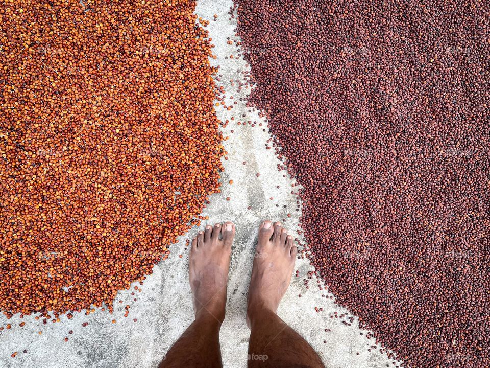 Seeds sprouting as a fresh start to a new year