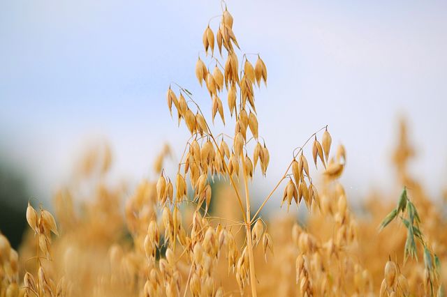 Oats