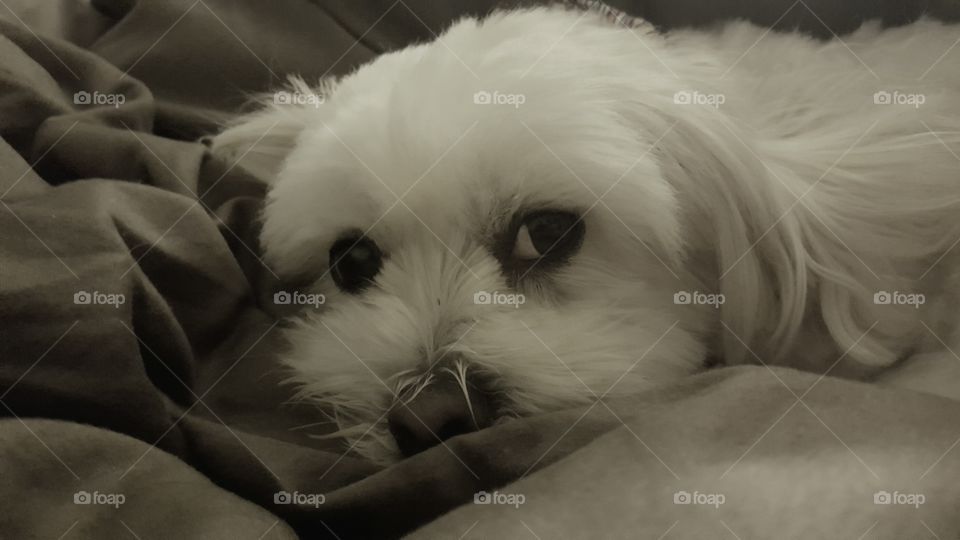 Cute Maltese shitzu 