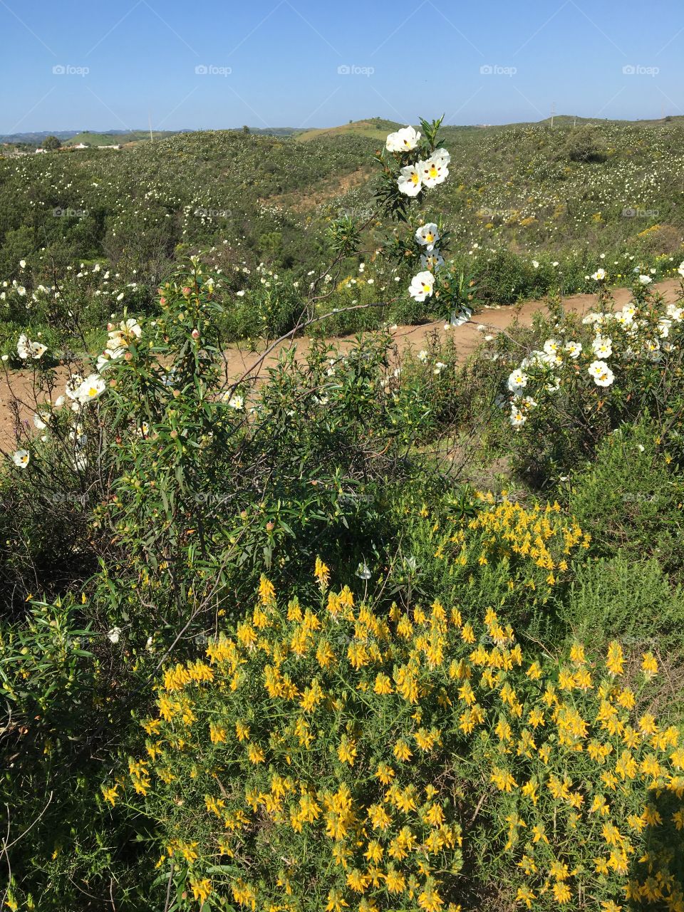 Blooming springtime all over landscape 