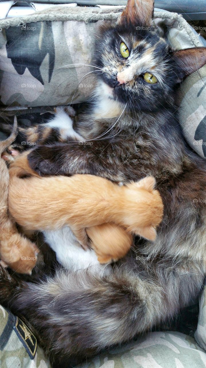 cat nursing litter of kittens