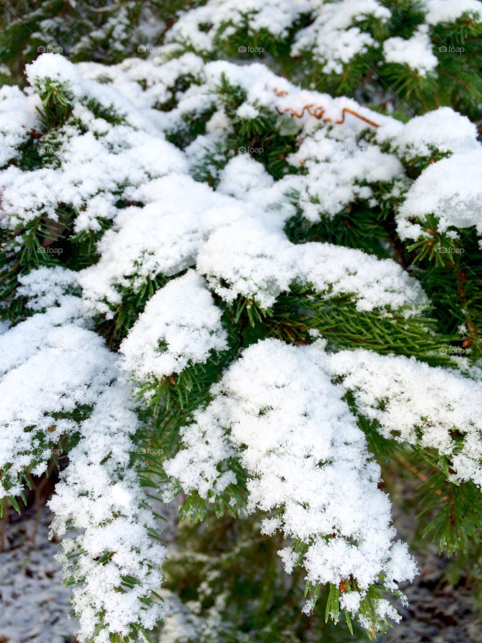 Snow on a pine tree.  The first snow of the year.