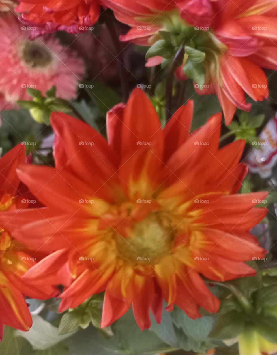 Dáhlias , flor de porte imponente e de floração  exuberante, planta ornamental, com flores grandes e densas, repletas de pétalas. As Dálias  são muito difundidas   no Sul do Brasil